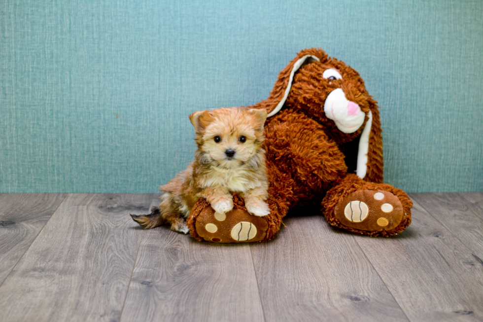 Morkie Pup Being Cute