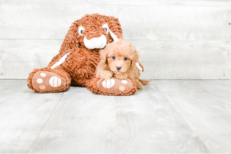 Little Cavoodle Poodle Mix Puppy