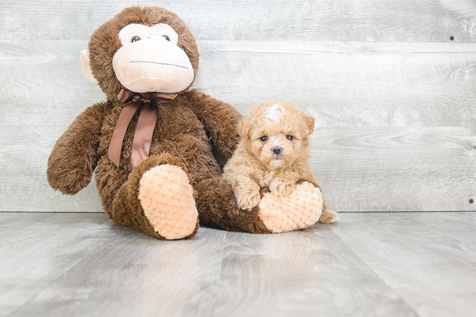 Funny Maltipoo Poodle Mix Pup