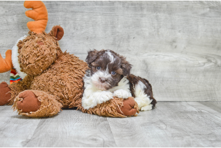 Havanese Puppy for Adoption