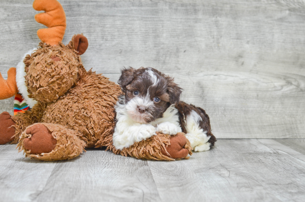 Havanese Puppy for Adoption