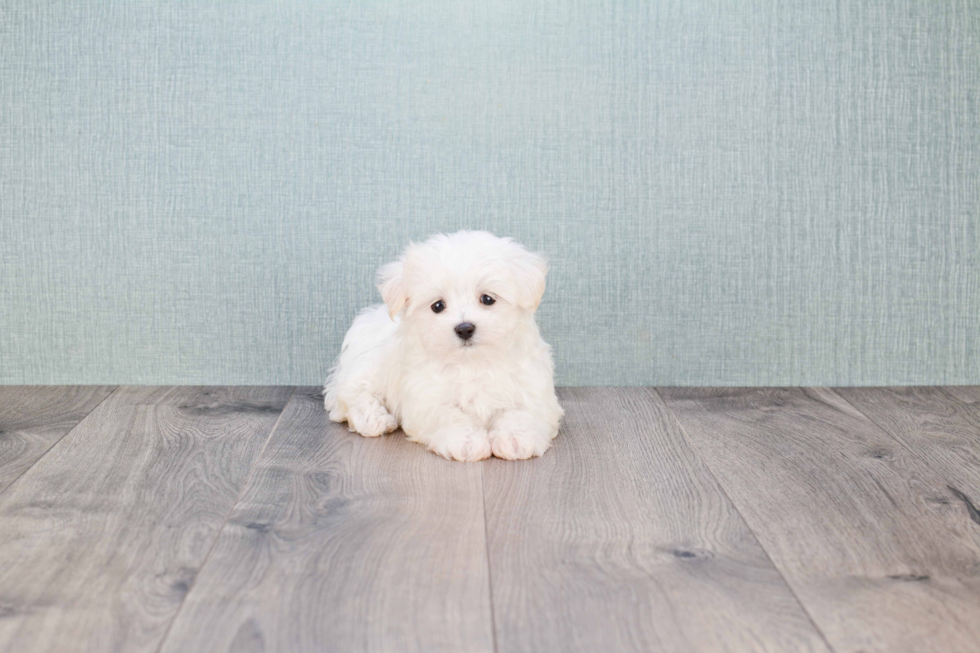 Hypoallergenic Maltese Baby