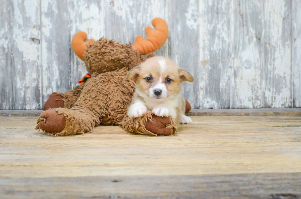 Best Welsh Corgi Baby