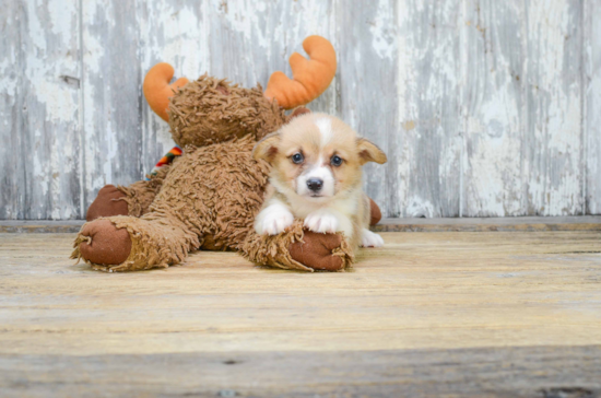 Best Welsh Corgi Baby