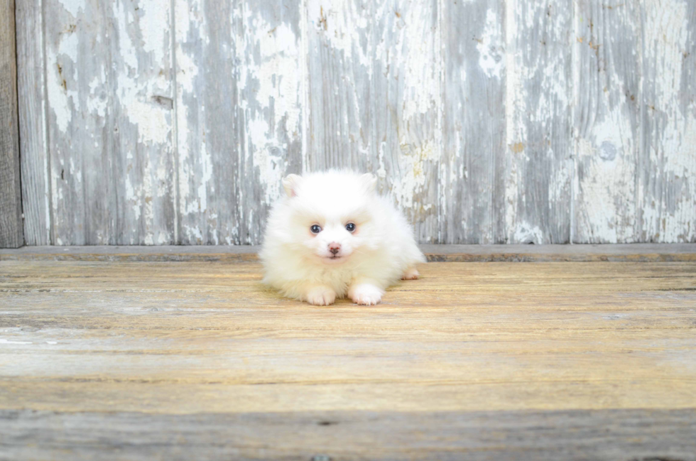 Best Pomeranian Baby