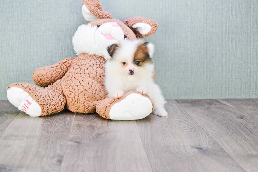 Playful Pomeranian Baby