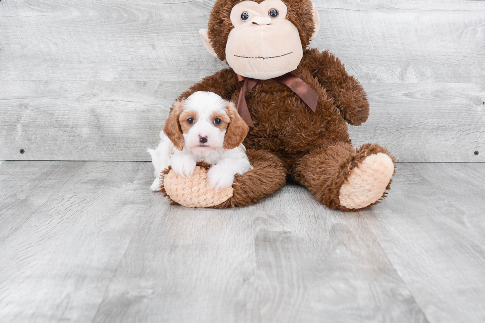 Cavapoo Puppy for Adoption