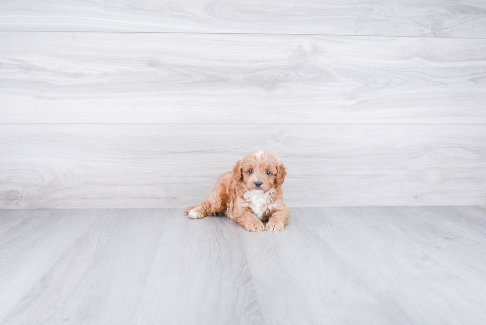 Smart Cockapoo Poodle Mix Pup