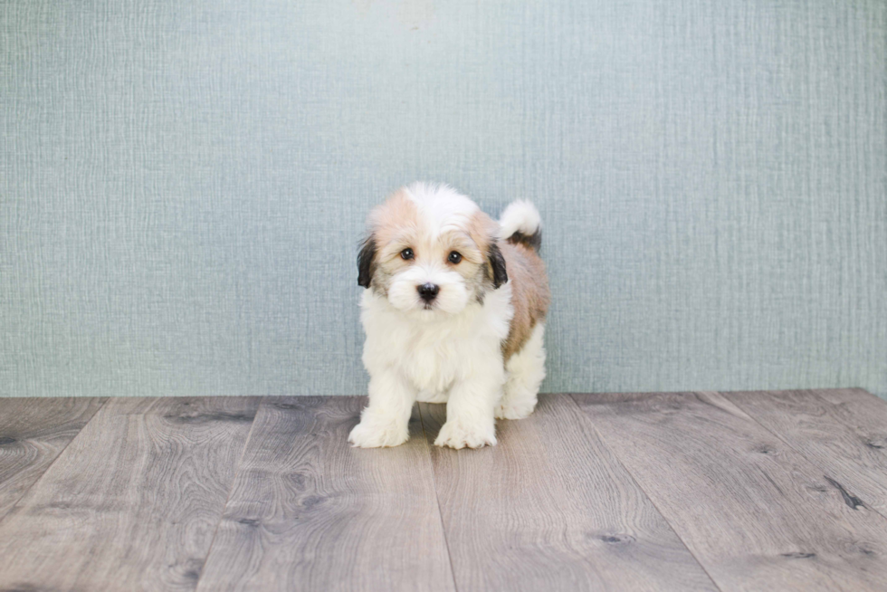 Havanese Pup Being Cute