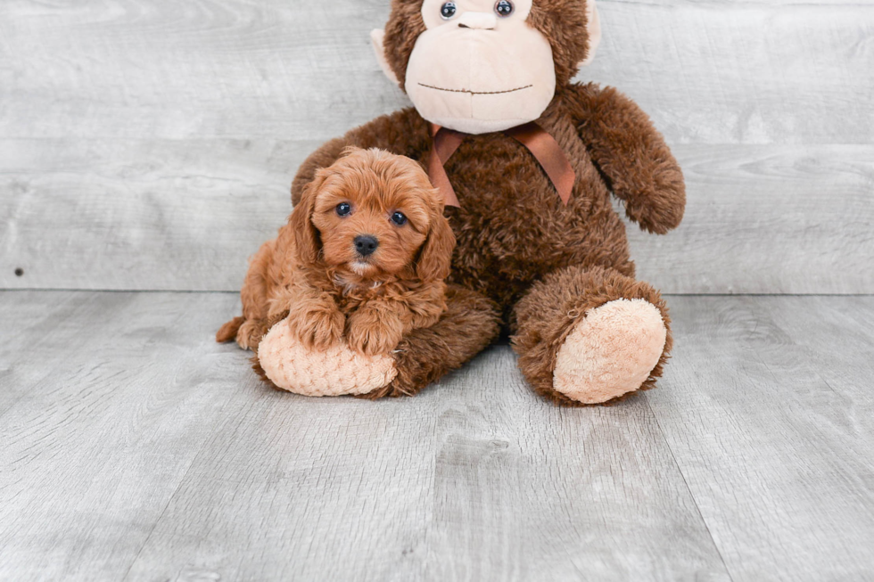 Cavapoo Pup Being Cute