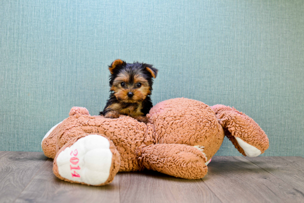 Meet Nugget - our Yorkshire Terrier Puppy Photo 