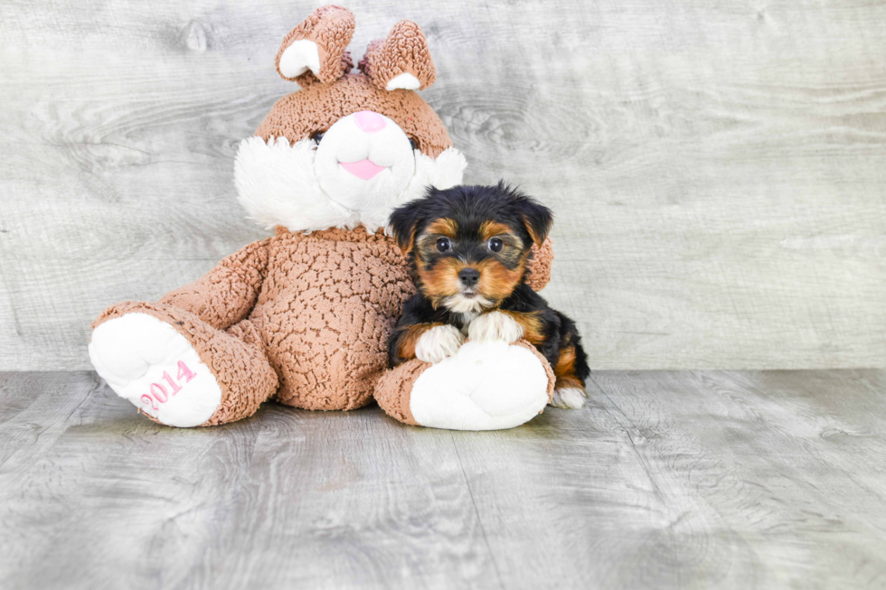 Meet Lebron - our Yorkshire Terrier Puppy Photo 