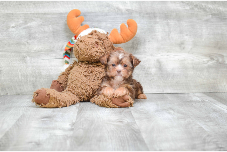 Shorkie Pup Being Cute