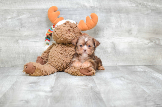 Shorkie Pup Being Cute