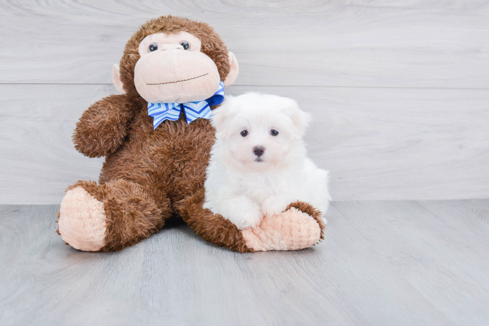 Playful Maltese Purebred Pup