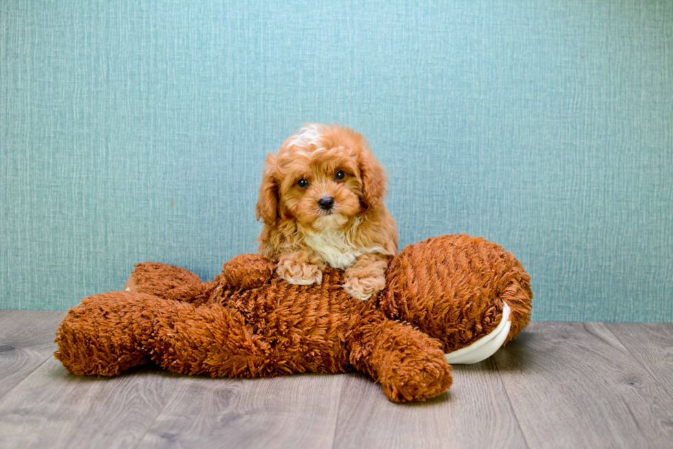 Cavapoo Puppy for Adoption