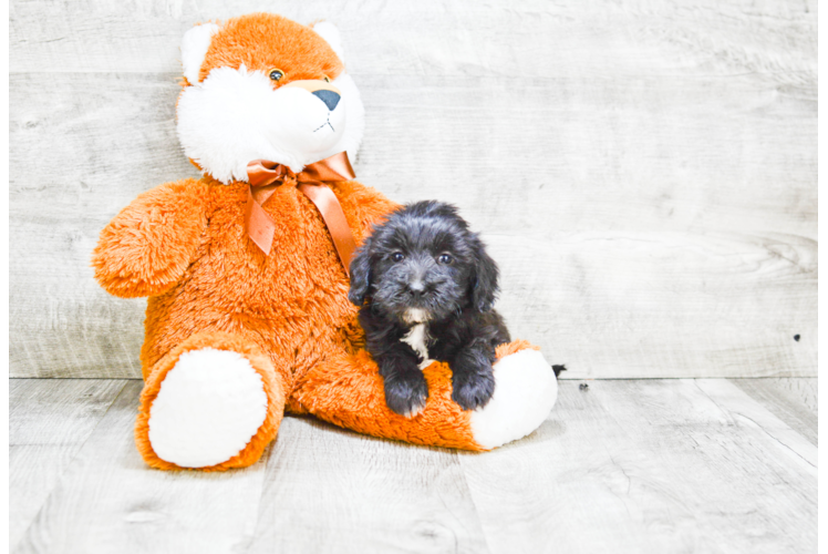 Mini Labradoodle Puppy for Adoption