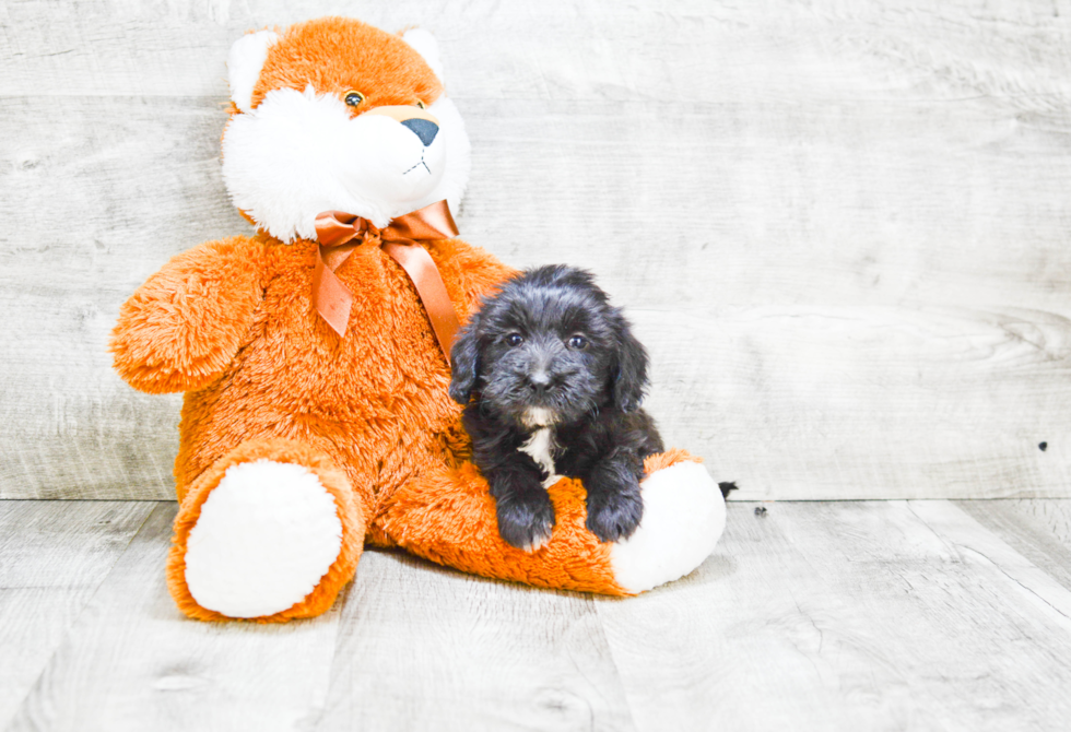 Mini Labradoodle Puppy for Adoption