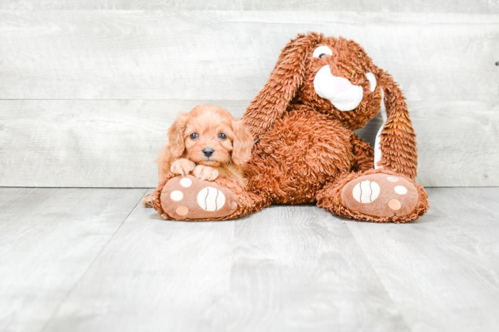 Energetic Cavoodle Poodle Mix Puppy