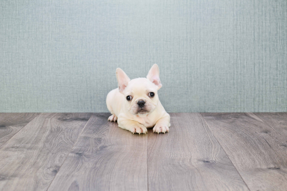 French Bulldog Puppy for Adoption