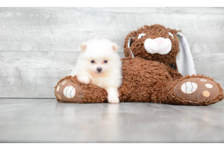 Pomeranian Pup Being Cute