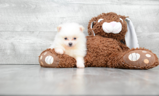 Pomeranian Pup Being Cute