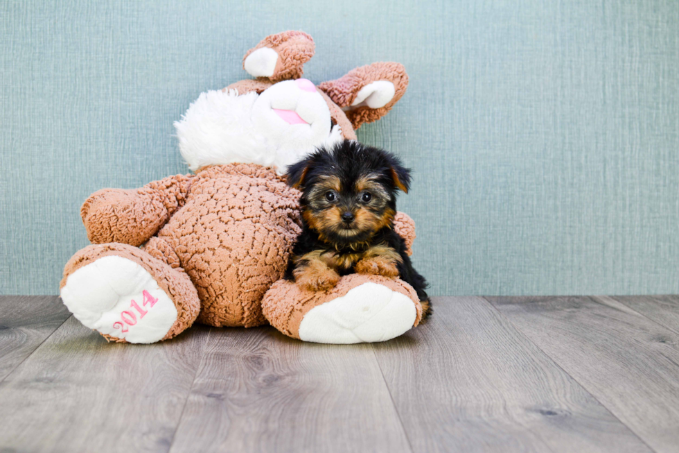 Meet Nugget - our Yorkshire Terrier Puppy Photo 