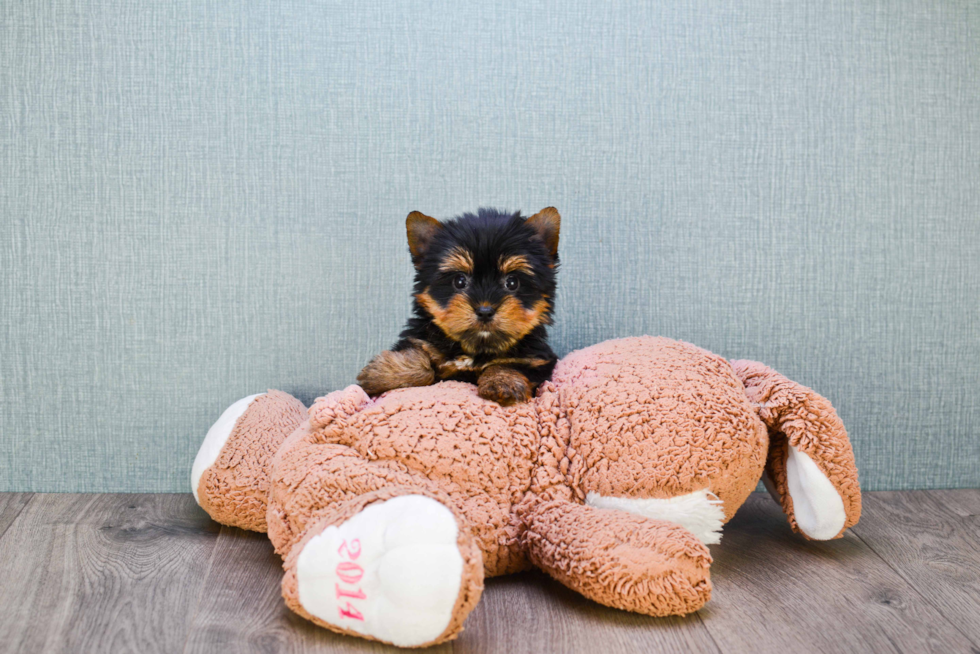 Meet Heidi - our Yorkshire Terrier Puppy Photo 