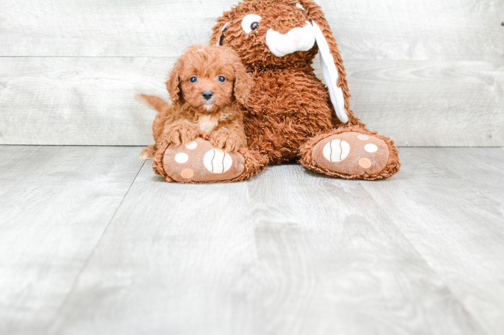 Cavapoo Pup Being Cute