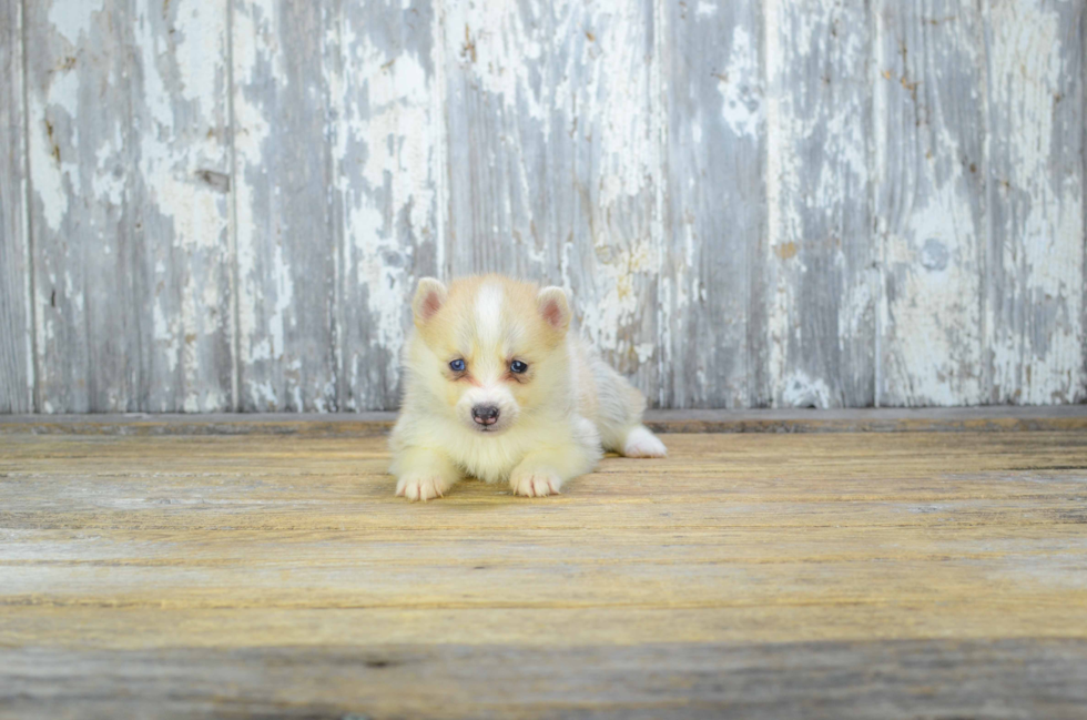 Adorable Mini Husky Designer Puppy