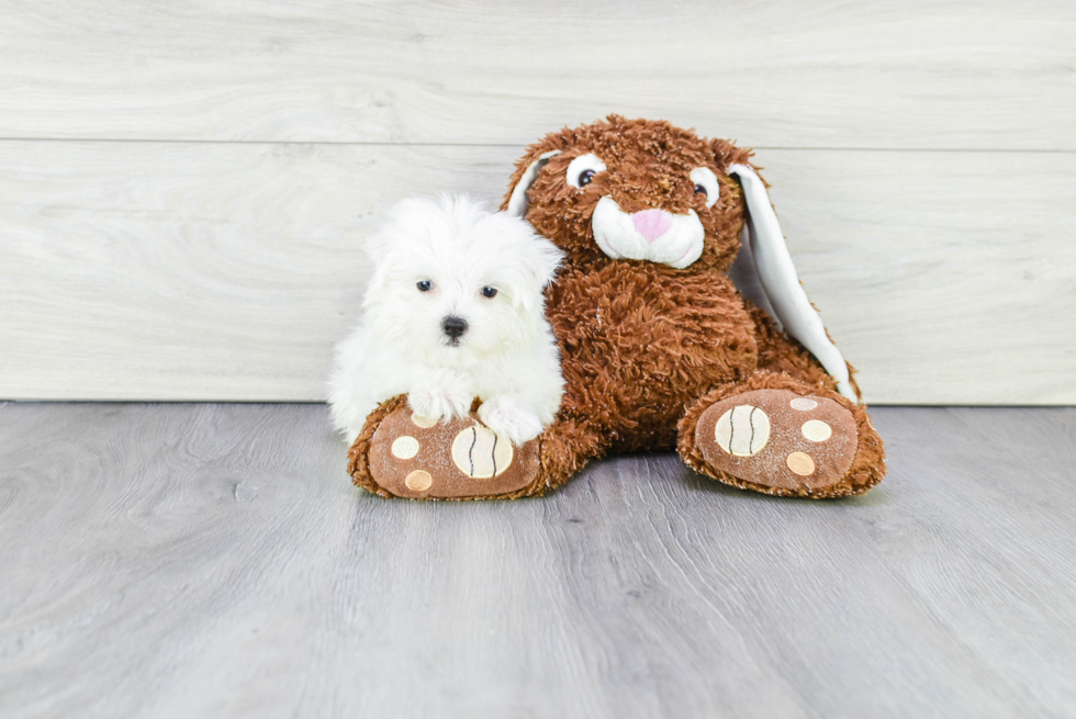 Maltese Pup Being Cute