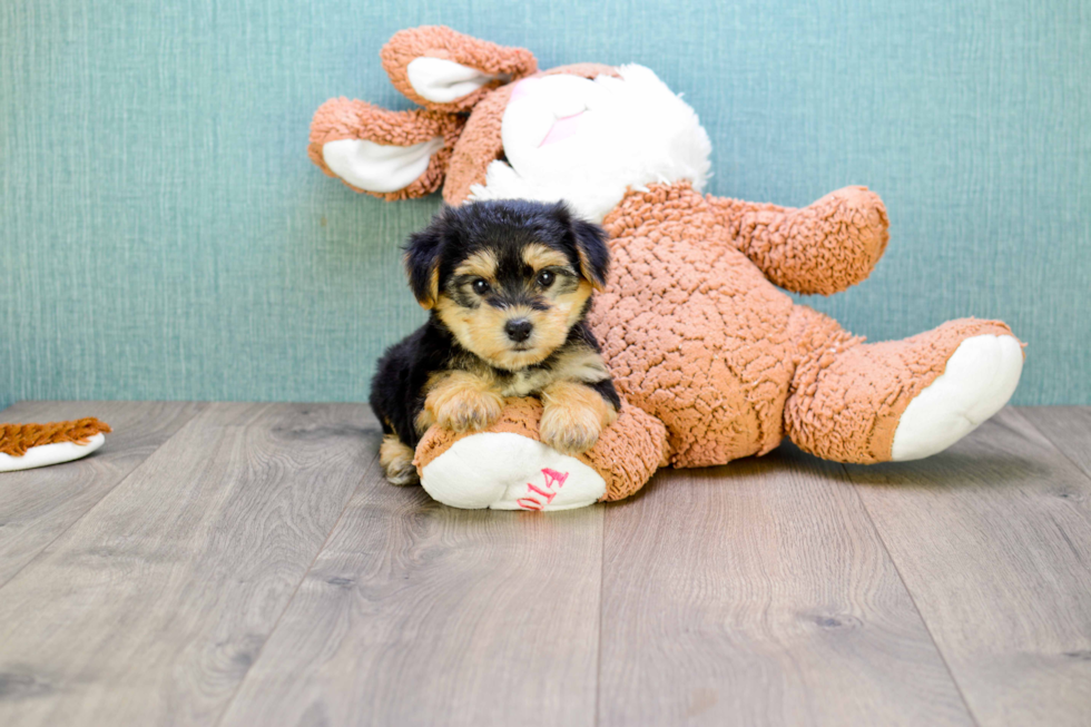 Fluffy Morkie Designer Pup