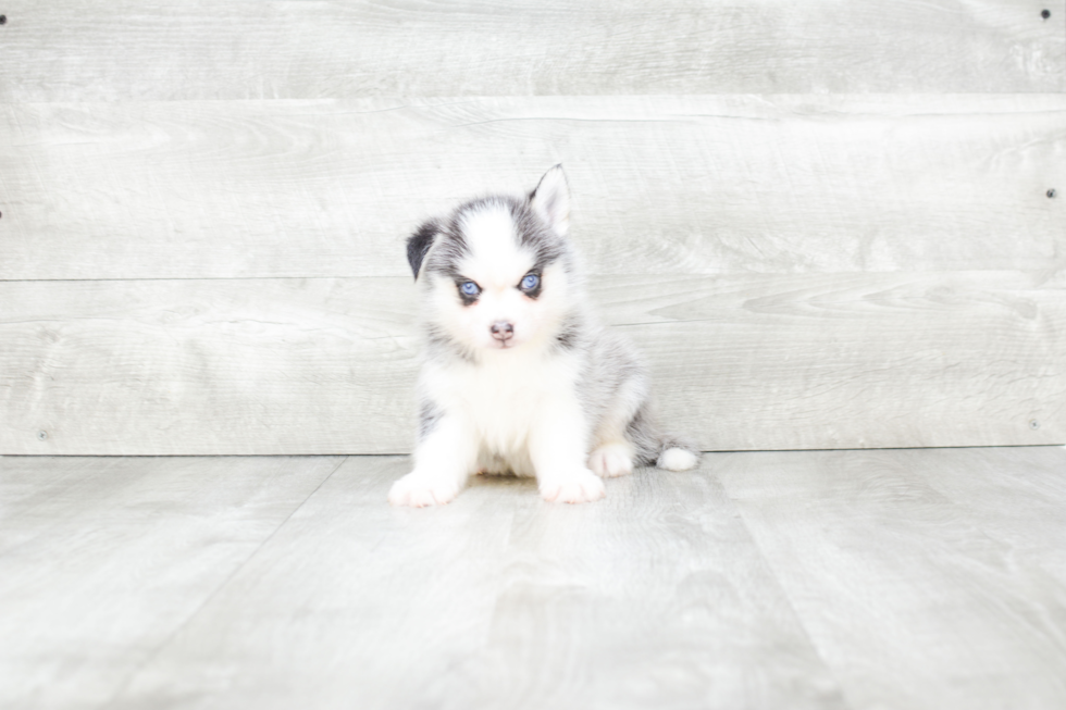 Pomsky Pup Being Cute