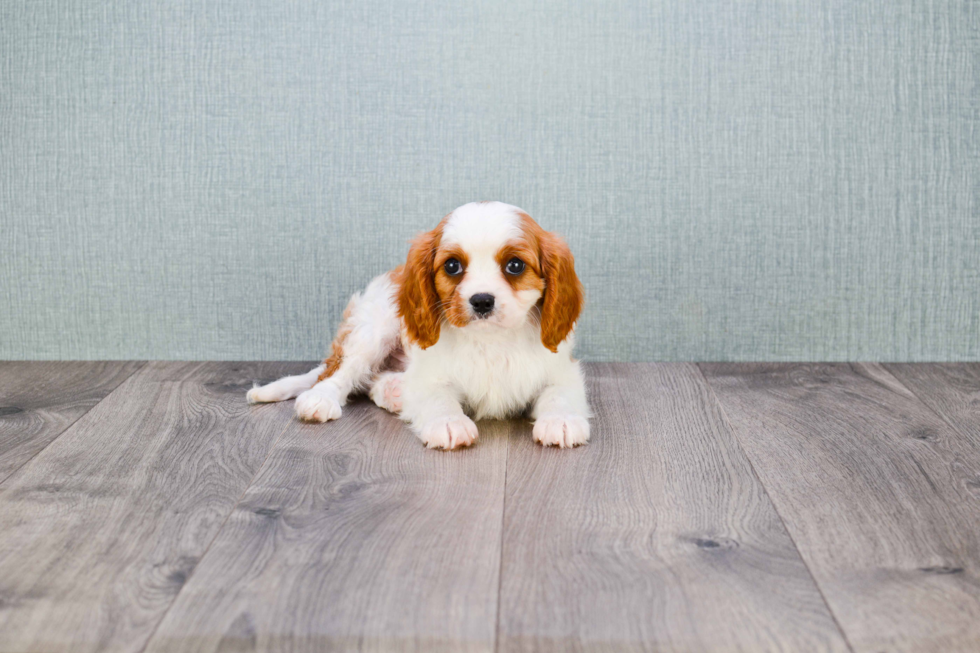 Playful Cavalier King Charles Spaniel Purebred Pup