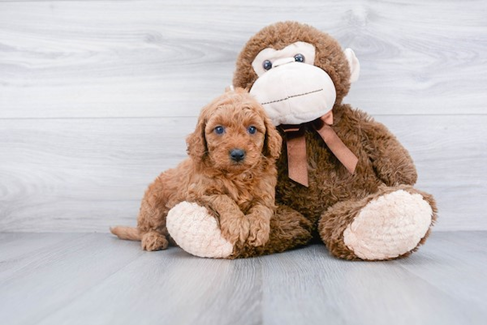 Mini Goldendoodle Pup Being Cute