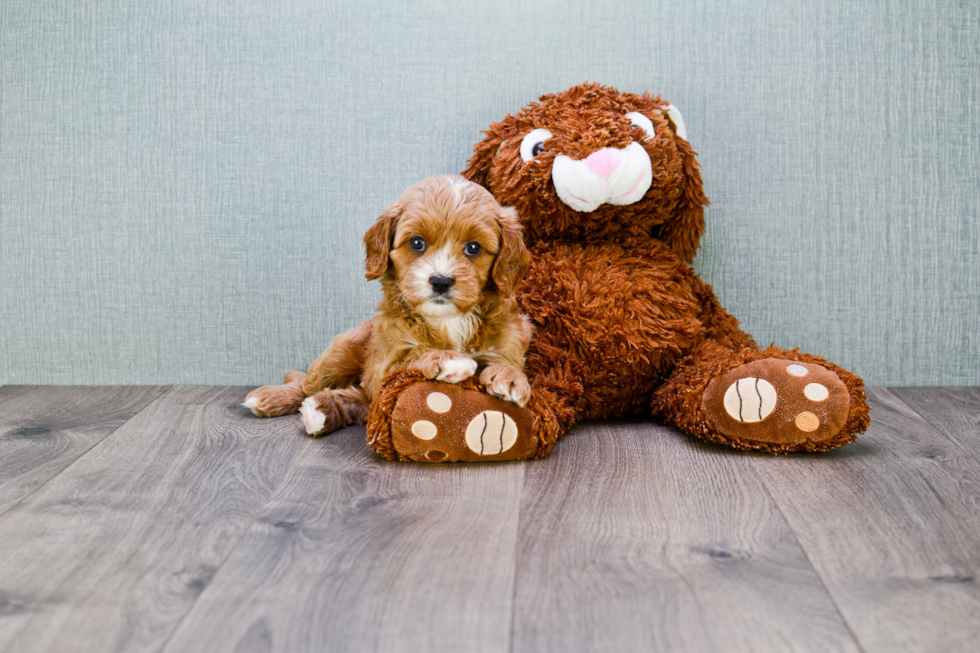 Cavapoo Pup Being Cute