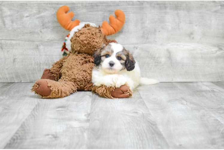 Fluffy Teddy Bear Designer Pup