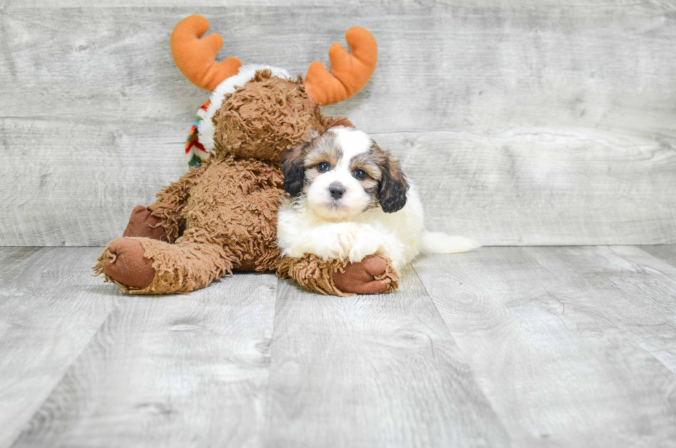 Fluffy Teddy Bear Designer Pup