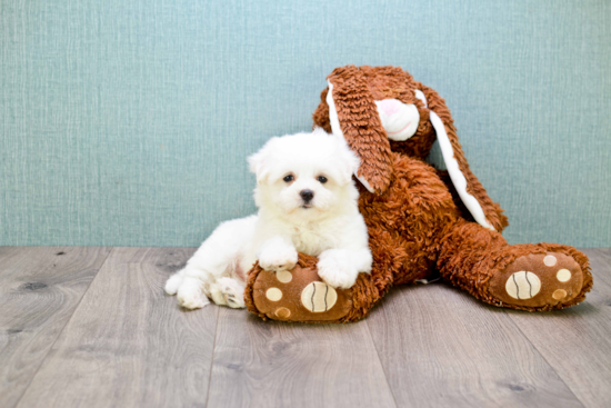 Funny Maltese Baby