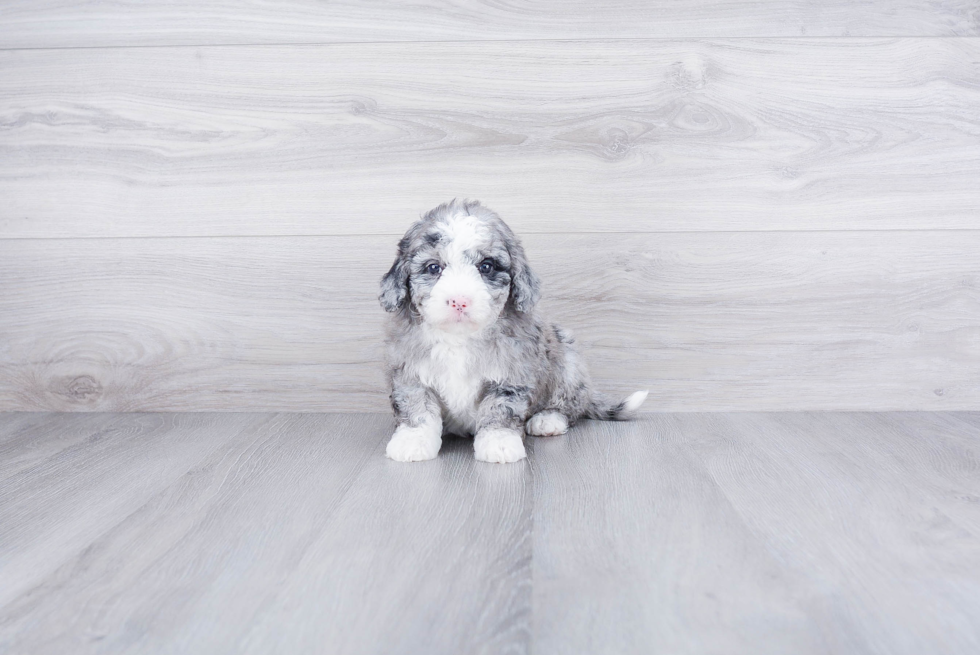 Small Mini Bernedoodle Baby