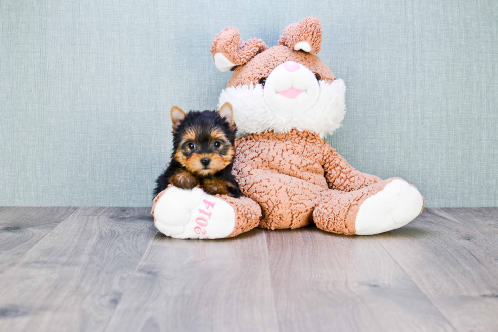 Meet Nugget - our Yorkshire Terrier Puppy Photo 