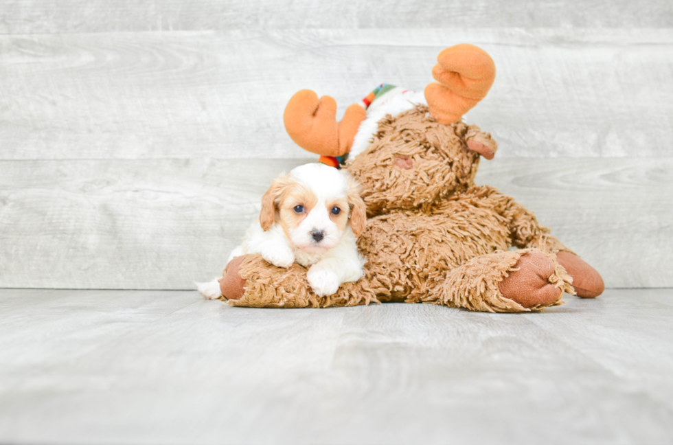 Fluffy Cavapoo Poodle Mix Pup