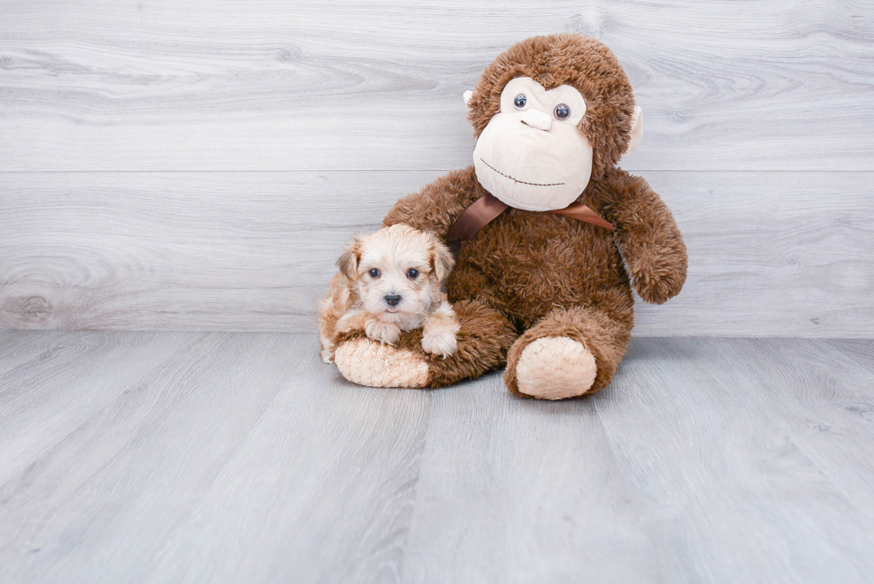 Hypoallergenic Yorkie Designer Puppy