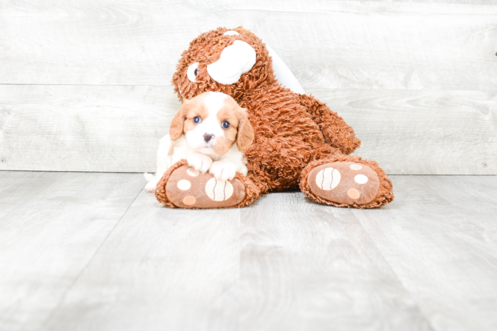 Funny Cavalier King Charles Spaniel Purebred Pup