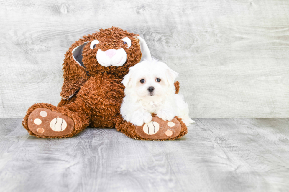 Maltese Puppy for Adoption