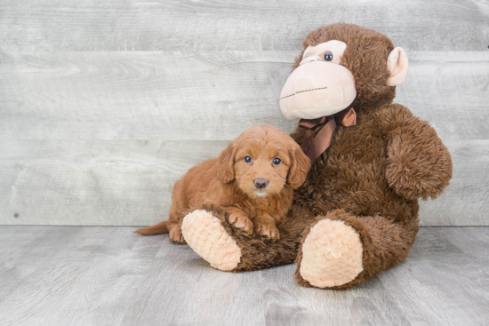 Best Mini Goldendoodle Baby