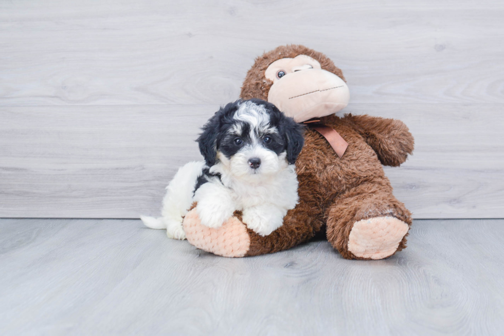 Mini Bernedoodle Pup Being Cute