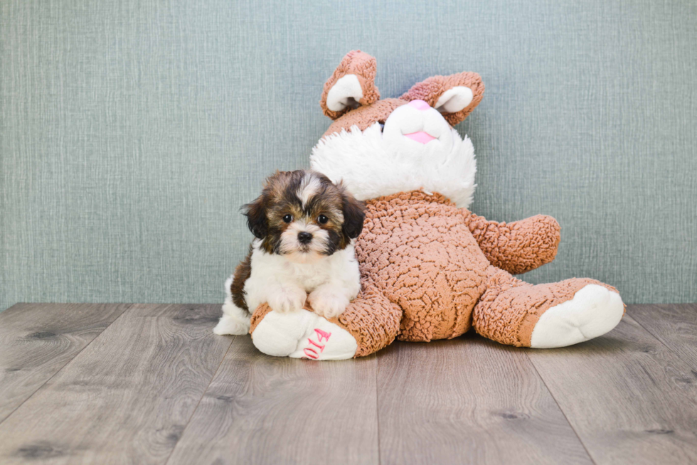 Teddy Bear Pup Being Cute