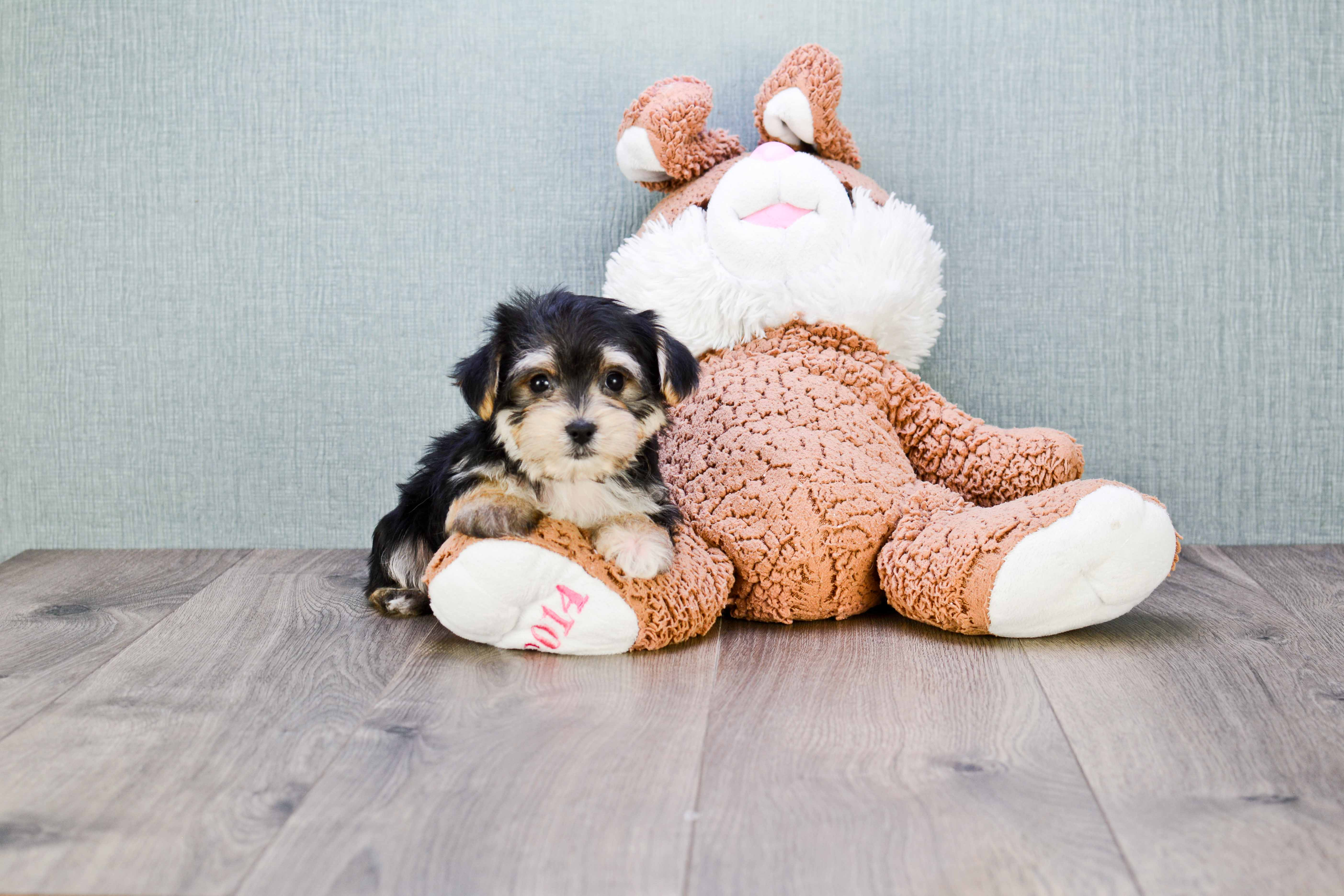 Morkie Pup Being Cute