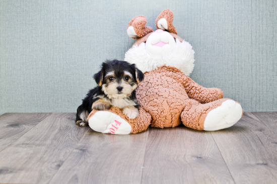 Morkie Pup Being Cute